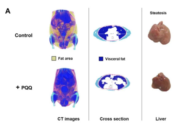 研究表明： PQQ 可以减少体内脂肪堆积，防止肥胖