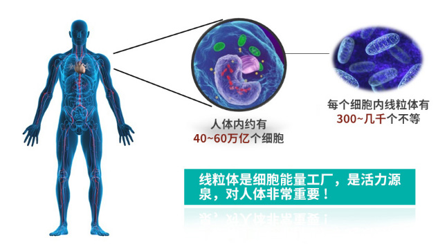 從線粒體入手，讓身體重回“年輕态”