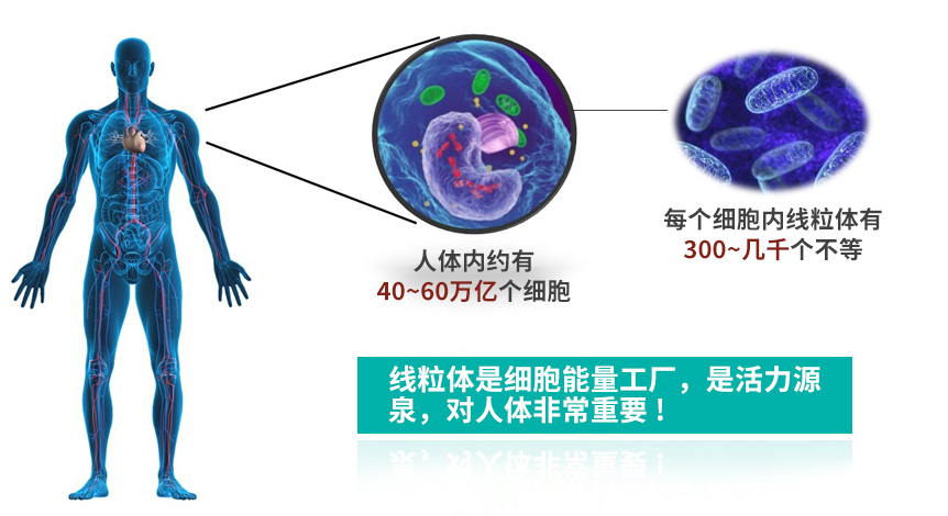 讓身體重回年輕  PQQ 從細粒體入手