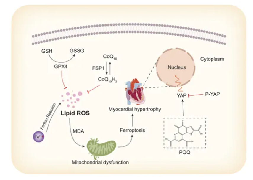  PQQ 可以抑制細胞鐵死亡 保護心髒