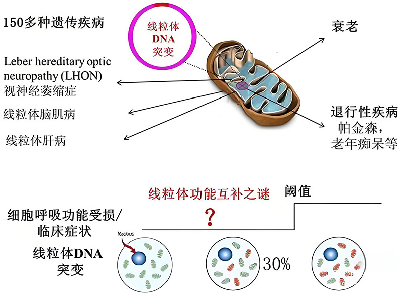  PQQ 對我們而言是不可或缺的