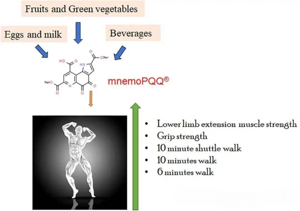  PQQ 改善肌肉質量、力量、運動機能原理淺析